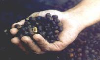 Coffee beans. Photo by Hilda Morales.