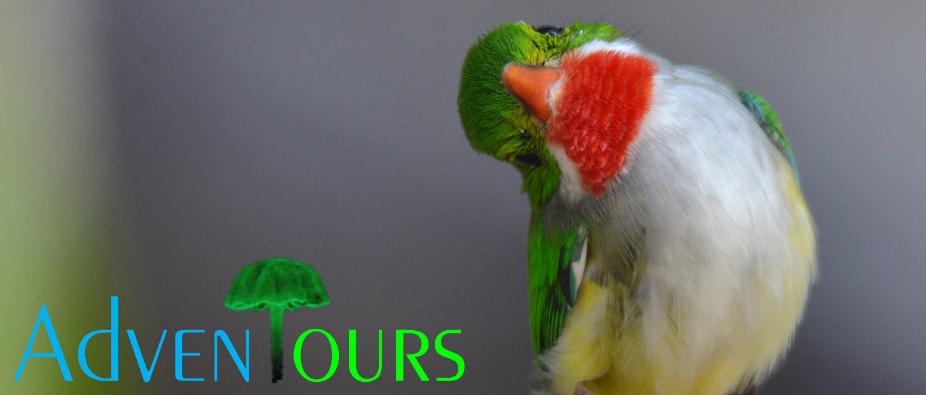 AdvenTours PUERTO RICO - BIRDING TRIPS AND TOUR PACKAGES 