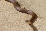 Puerto RIcan Boa