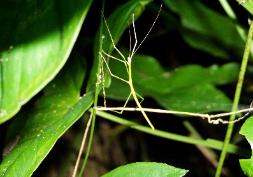 Walking Stick