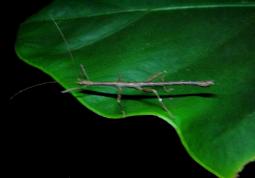 Walking Stick