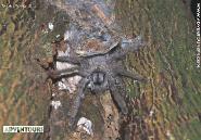 Tarantula @ El Yunque National Forest - Photo by Hilda Morales