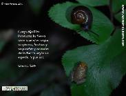 Newborn coqu� - Photo by Hilda Morales