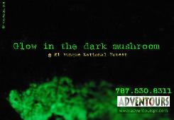 GLOW-IN-THE-DARK MUSHROOM AT ELYUNQUE NATIONAL FOREST IN PUERTO RICO