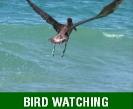 BIRD WATCHING TRIPS