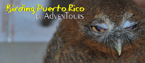 Birding Puerto Rico by AdvenTours