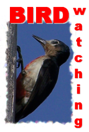 BIRD WATCHING IN PUERTO RICO