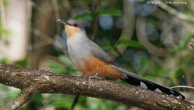 Dominican Republic Lizard Cuckoo - Photo by Miguel A. Landestoy