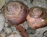 Tree snail