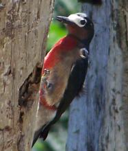 Puerto Rican Woodpecker - Photo by Hilda Morales