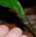 Newborn coqu� @ El Yunque National Forest - Photo by Hilda Morales