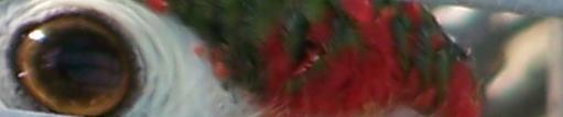 Puerto Rican Parrot, all rights reserved - Photo by Hilda Morales, 2007.