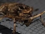 Long-horned Beetle, Cerambycidae Lamiinae
