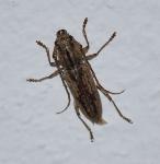 Cerambycidae Cerambycinae (chinche)