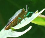 Pentatomidae - Hemiptera (chinche)