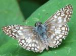 Pyrgus oileus, Tropical Chequered Skipper - El Yunque National Forest