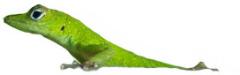 Anolis - Photo by Hilda Morales.