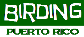 BIRDING IN PUERTO RICO