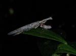 Praying Mantis - Big Tree Trail -  El Yunque National Forest