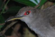 Puerto Rican Lizard Cuckoo