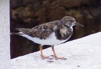 Ruddy Turnstone