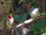 Puerto Rican Tody