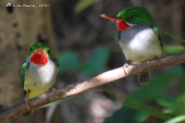 BIRDWATCHING IN PUERTO RICO:  Puerto Rican Tody