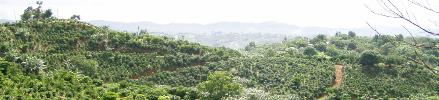 Coffee Plantation. Photo by Hilda Morales.