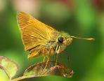 Chorantus borincona, Watson�s Chorantus