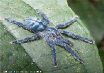 Tarantula