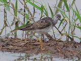 Greater Yellowlegs