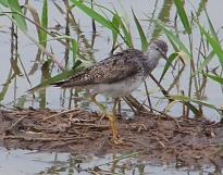 Greater Yellowlegs