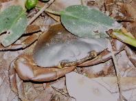 River crab