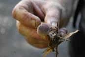 Lawrence Millman�s hand holding one of many fungi found during our field trip to El Yunque National Forest.