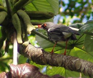 Animales Del Yunque