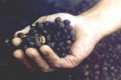 Coffee beans. Photo by Hilda Morales.