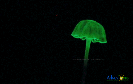 Search for the glow-in-the-dark mushroom at El Yunque Rainforest, photo by Hilda Morales-Nieves 