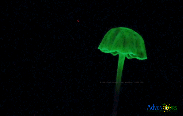 Search for the glow-in-the-dark mushroom at El Yunque Rainforest