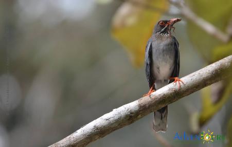 Christmas Bird Counts in Puerto Rico - Red-legged Thrush, photo by Hilda Morales-Nieves 