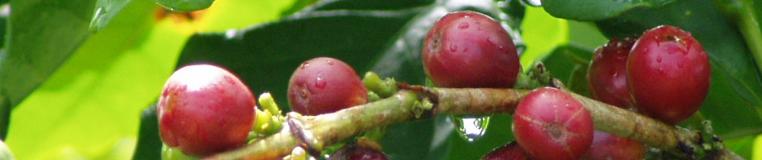 Coffee beans. Photo by Hilda Morales.