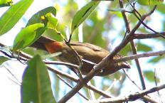 Female bullfinch at Maricao, photo by Hilda Morales.