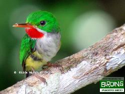 San Pedrito de Puerto Rico (macho) / Puerto Rican Tody (male)