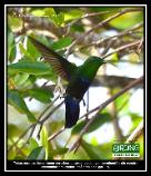 Green-throated Carib