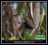 Antllean Crested Hummingbird - female
