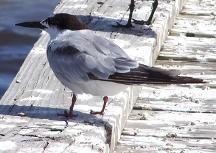 Common Tern / Gaviota Com�n - Photo by Hilda Morales, 2008.