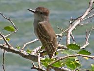 Puerto Rican Flycatcher, Pi�ones (2008)