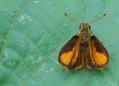 Chorantus vitellius, V-mark Skipper - El Yunque National Forest (Puerto Rico & Virgin Islands)