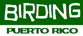 BIRDING IN PUERTO RICO