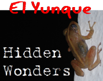 Hidden Wonders of El Yunque