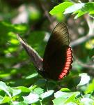 Biblis byperia byperia, The Red Rim - Gunica